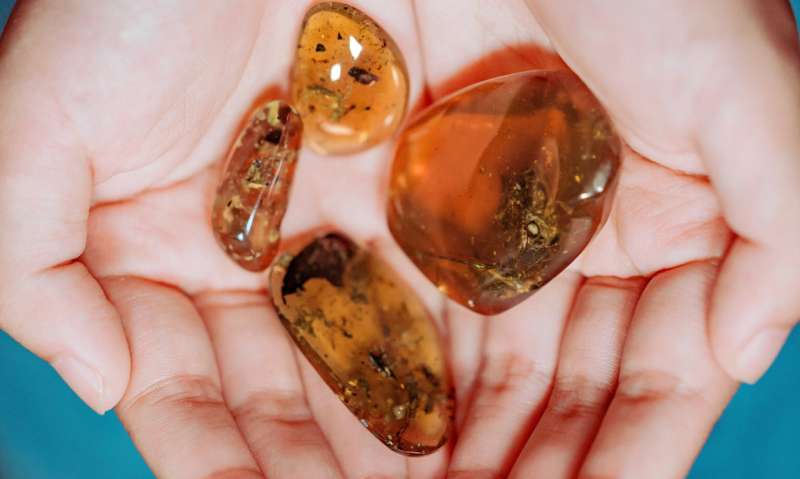 Amber fossils provide oldest evidence of frogs in wet, tropical forests