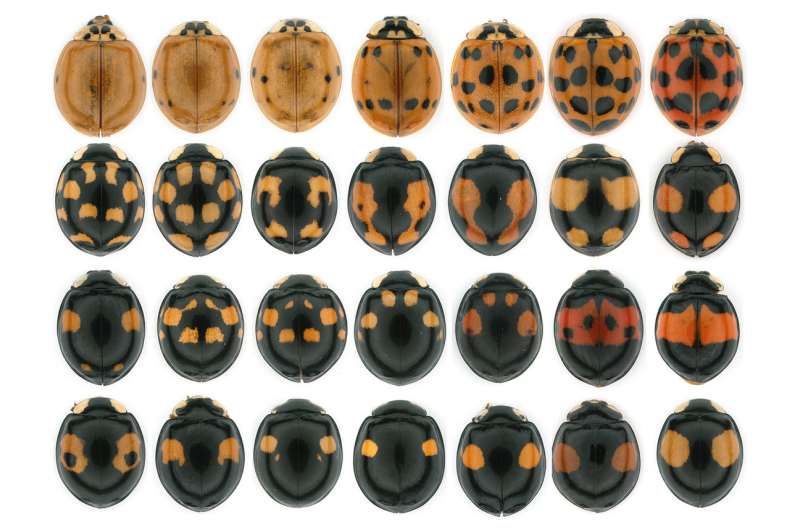 A mechanism of color pattern formation in ladybird beetles