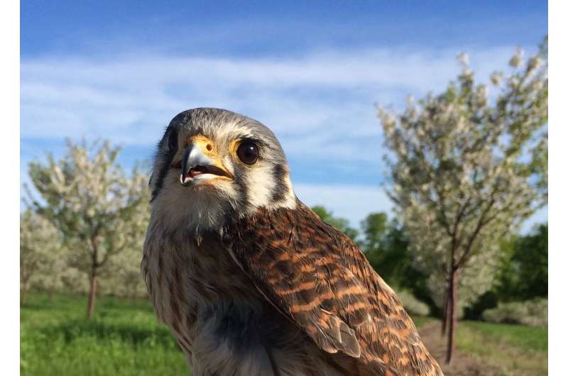 American kestrels, most common predatory birds in U.S., can reduce need for pesticide use