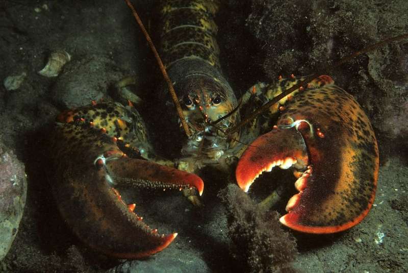 American lobsters feeling the heat in the northwest Atlantic