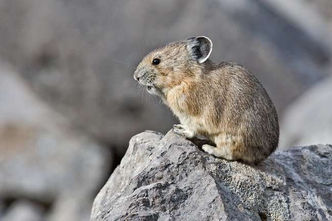 American pikas tolerate climate change better than expected