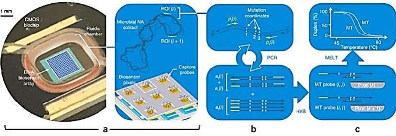 A Miniaturized Semiconductor Biochip to Identify Drug-Resistant Pathogens