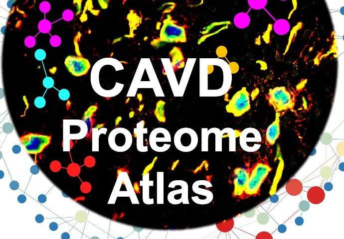 A molecular atlas of calcific aortic valve disease