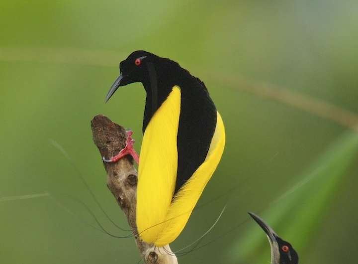 Among birds-of-paradise, good looks are not enough to win a mate