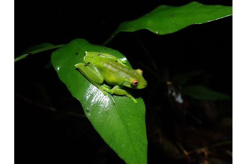 Amphibians face many challenges in Brazilian rain forest