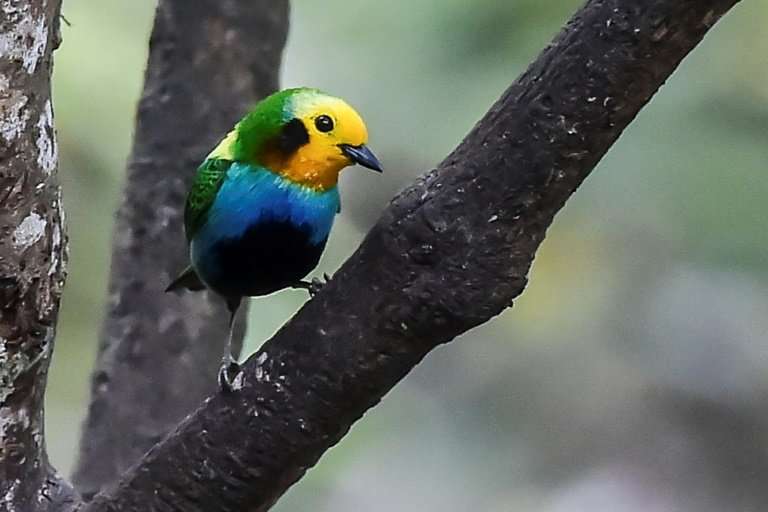 A Multicolored Tanager (Chlorochrysa nitidissima), in the rural area of Cali, Colombia