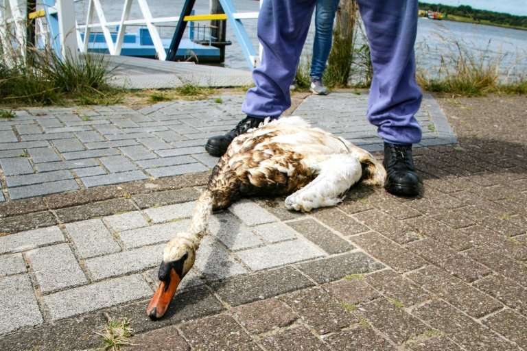 An animal rescue team volunteer looks at an oil covered swan after a freighter punctured its hull while mooring in the Rotterdam