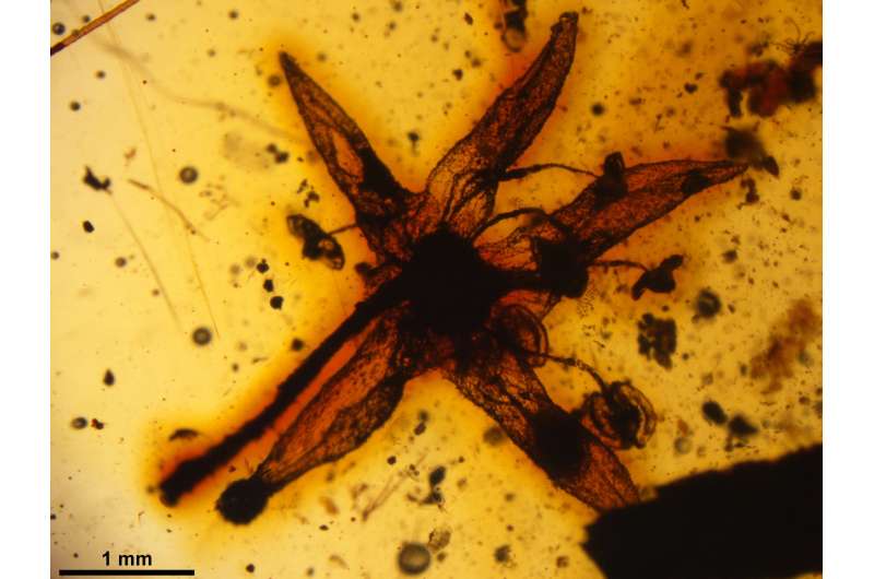 Ancient flower fossil points to Core Eudicot Boom 99 million years ago