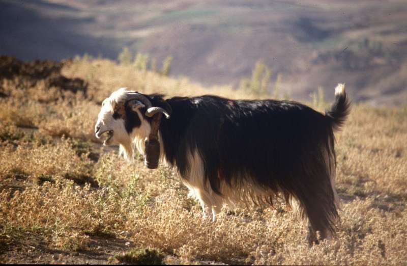 Ancient genome analyses reveal mosaic pattern of goat domestication thousands of years ago