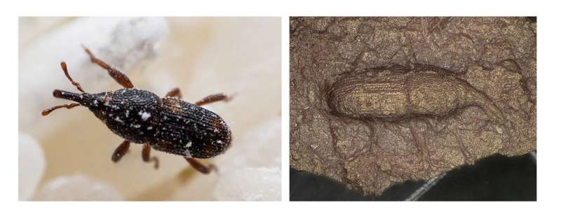Ancient Japanese pottery includes an estimated 500 maize weevils