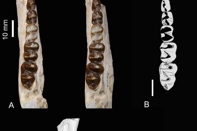 Ancient Moroccan dental remains elucidate history of long-lost African fauna