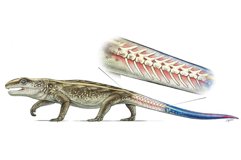 Ancient reptile Captorhinus could detach its tail to elude predators