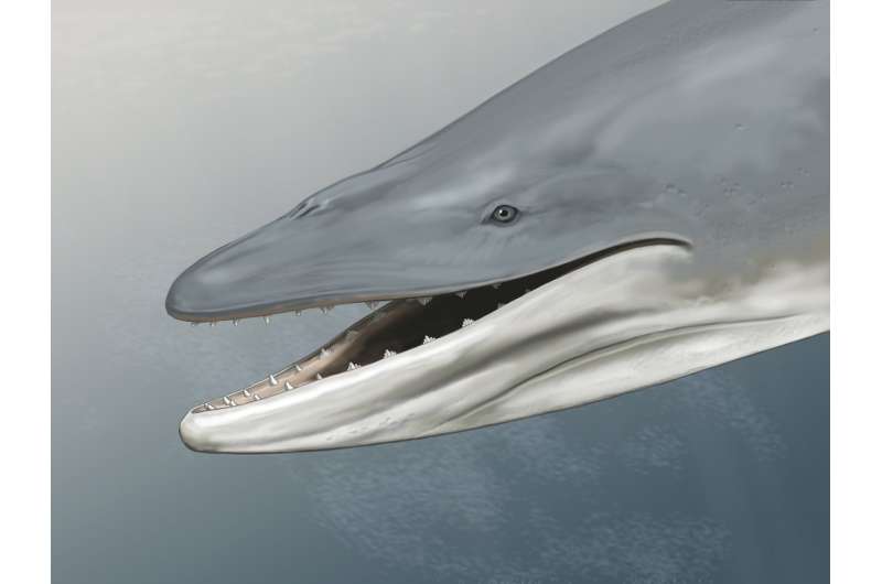 Ancient skull shows early 'baleen whale' had teeth