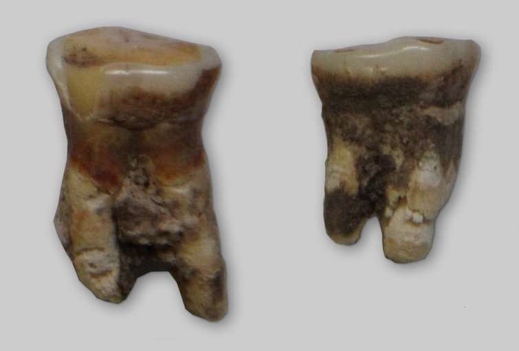 Ancient tooth shows Mesolithic ancestors were fish and plant eaters