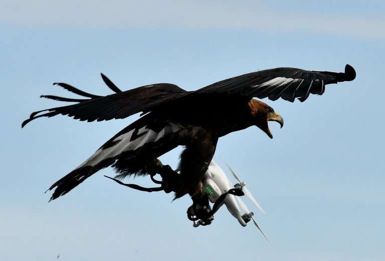 An eagle seizing a drone at a French air force training centre