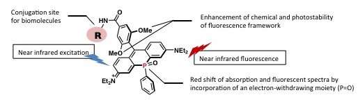 A near-infrared fluorescent dye for long term bioimaging