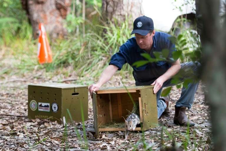 An eastern quoll takes its first steps into the wild
