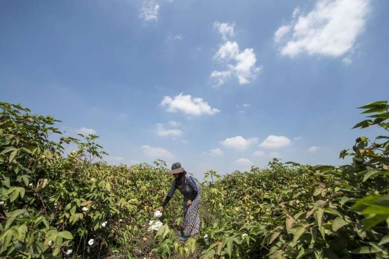 An Egyptian cotton picker at work in Kafr el-Sheikh in the Nile Delta