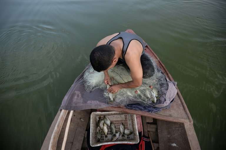 An Egyptian Fisherman removes fish from a net on his boat in the waters of the Pharaonic Sea