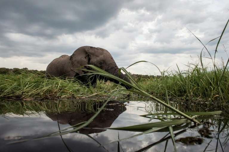 An elephant splashes in the waters of the Chobe river in Botswana, which has Africa's largest elephant population