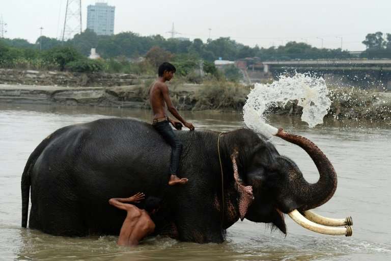 An elephant wades in the Yamuna, one of the world's most polluted rivers