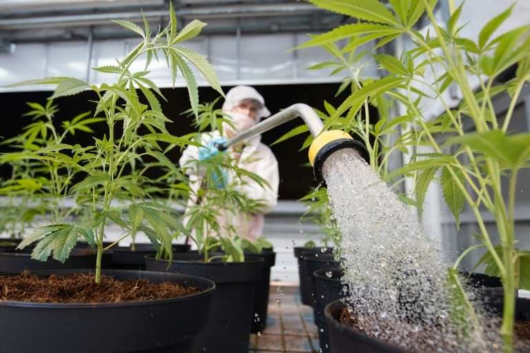 An employee of cannabis start-up Up waters a marijuana plant in Lincoln, Canada