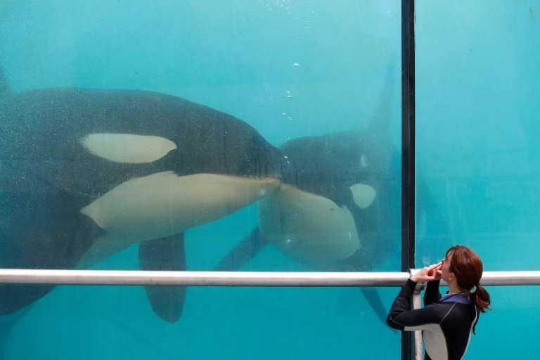 An employee trains orcas in Marineland at Antibes on the French Riviera