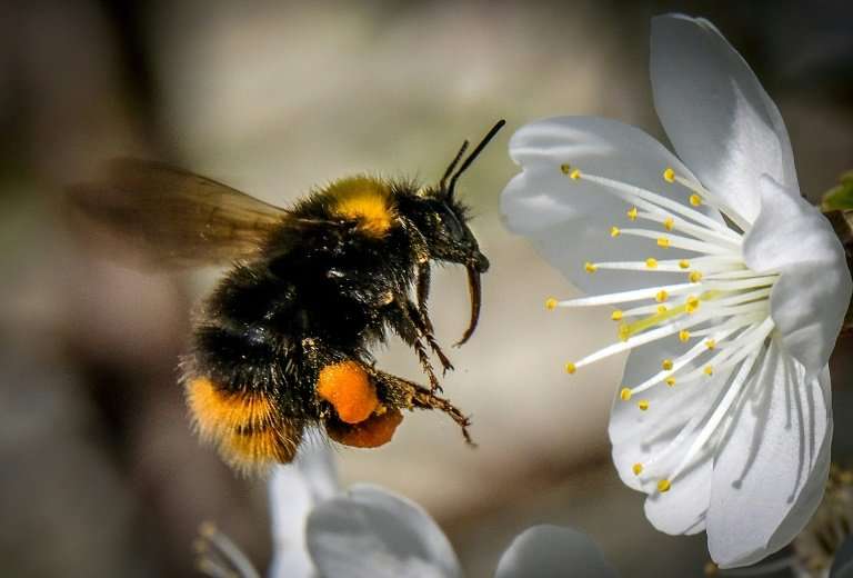 A new class of insecticide—'can have a negative impact on the reproductive output of bumblebee colonies'