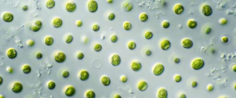A new DNA editing toolkit for the alga Nannochloropsis