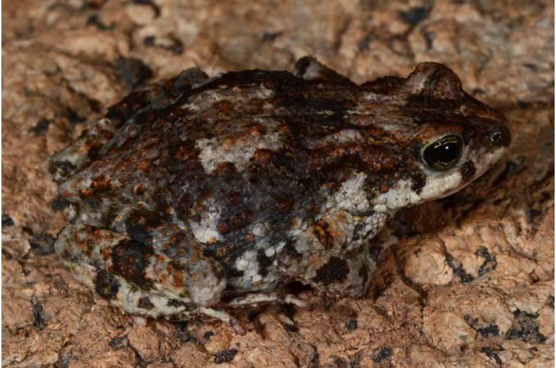 A new earless pygmy toad discovered on one of Angola's most underexplored mountains