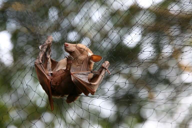 A new Ebola virus has been found in bats in Sierra Leone, like this one trapped to be examined for research in Gabon in June 201