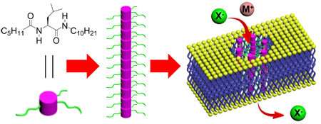 A new method of transporting ions through cell membranes based on a single amino acid