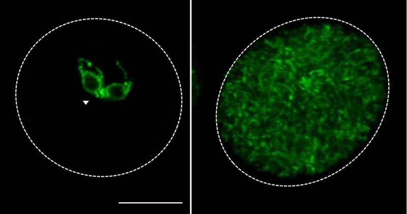 A new model for communication in plant cells