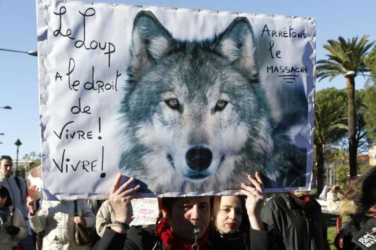 A new strategy unveiled by the French government  will enable the number of wolves to grow to 500 by 2023 compared with an estim