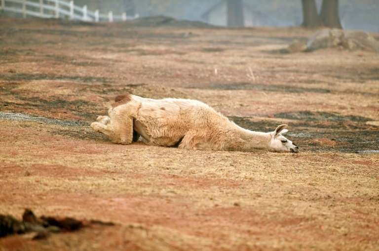 An exhausted llama lays in a partially burned field in Paradise, California