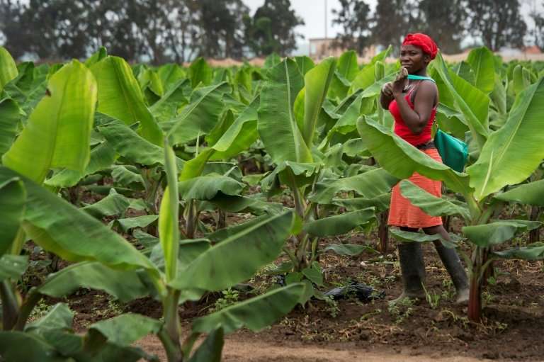 Angola is aiming to expand its agricultural sector, which could provide many with employment