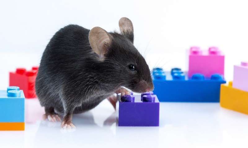 Animal cyborg: Behavioral control by 'toy' craving circuit
