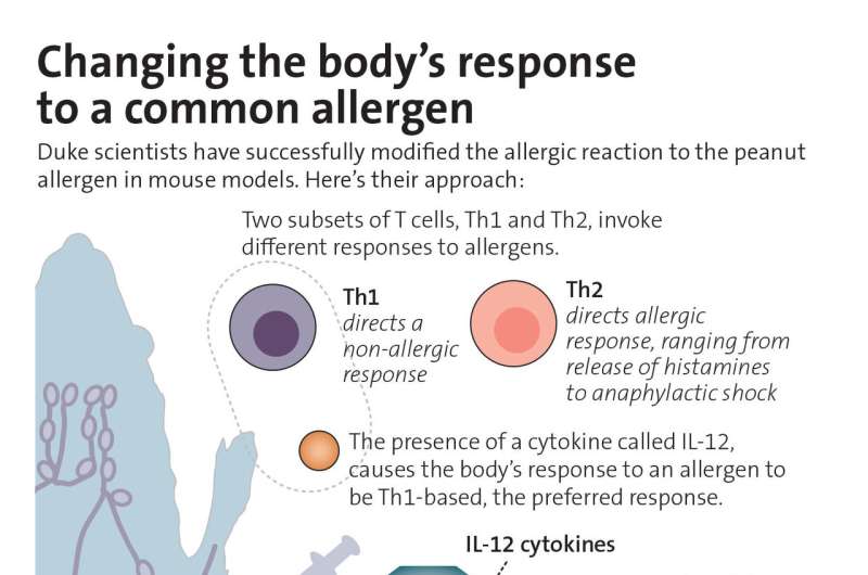 Animal study shows how to retrain the immune system to ease food allergies