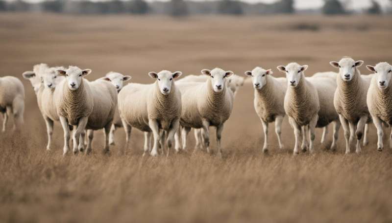 Animal welfare: if you want cheap knitwear, it's the sheep that may suffer