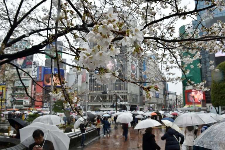 An invasive beetle is threatening Japan's cherry trees and their famed blossoms