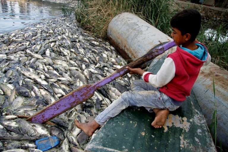An Iraqi boy clears dead fish floating on the Euphrates River near the town of Saddat al-Hindiyah, on November 2, 2018
