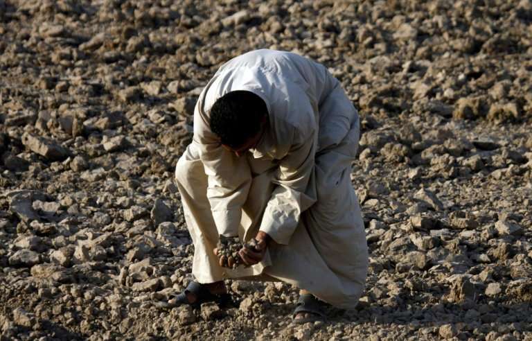An Iraqi man checks a dry field in an area affected by drought in the Mishkhab region, central Iraq, some 25 kilometres from Naj