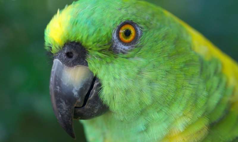 An island of hope for the yellow-naped parrot
