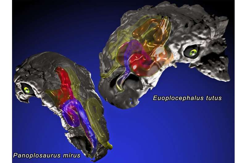 Ankylosaurs likely regulated body temperature with elaborate nasal passages