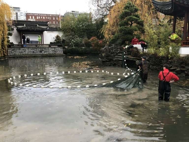 An otter's raids on this koi pond in Vancouver's Sun Yat-Sen Classical Chinese Gardenhunting ground has become an epic battle be