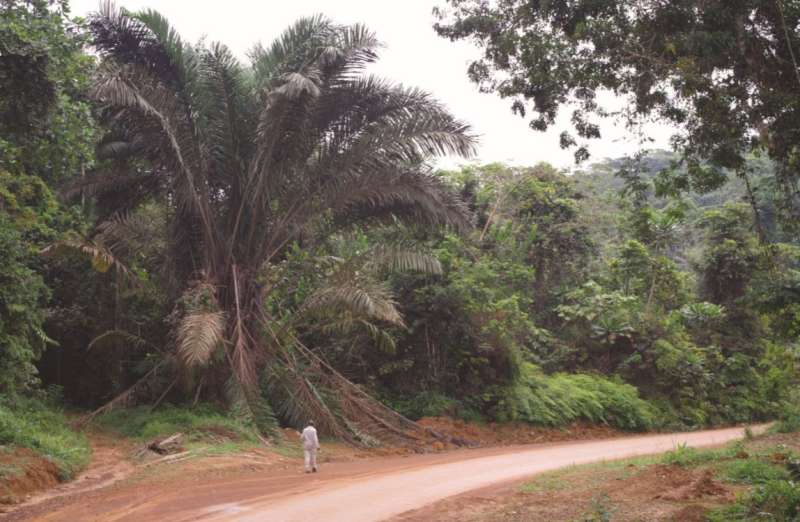 An overlooked giant: Useful and abundant, African 'Zam' palm newly described for science