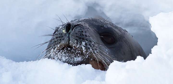 Antarctic seals can help predict ice sheet melt