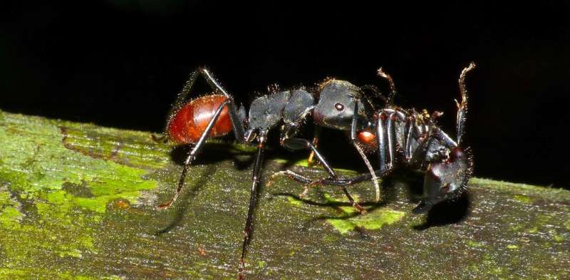 Antibiotic resistance fight could get a little help from ants
