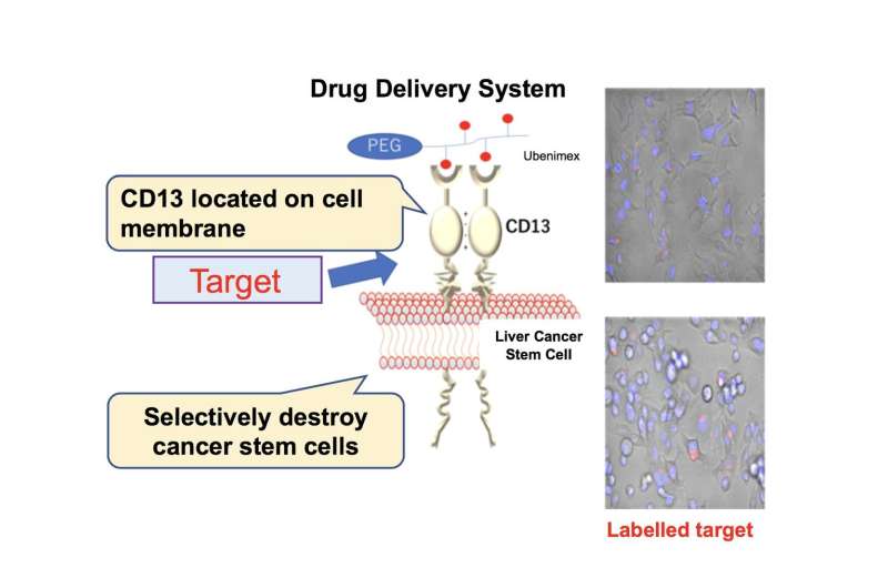 Anticancer drugs delivered by a new drug delivery system reduce tumor size