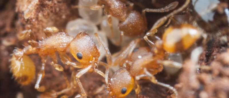Ants, acorns and climate change